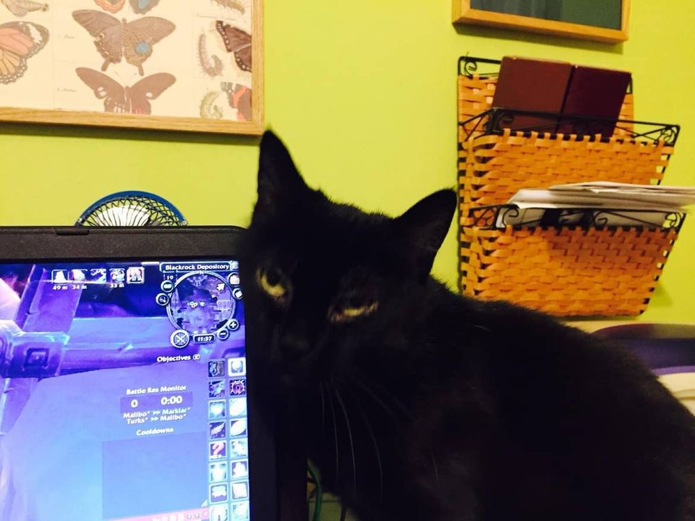 Black cat rubs her head against laptop screen showing World of Warcraft playing.  In the background is a chartreuse wall with some file folders and a butterfly pattern pin board.