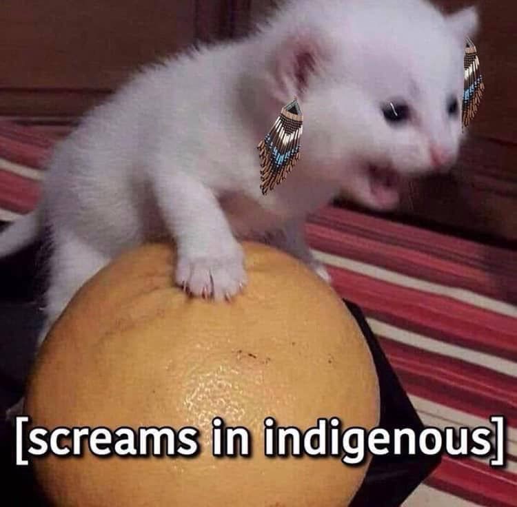 A small white kitten screams while clinging to a large grapefruit. The kitten has been photoshopped to wear white, brown, and blue Native beaded earrings. White text over the image says “[screams in indigenous]”