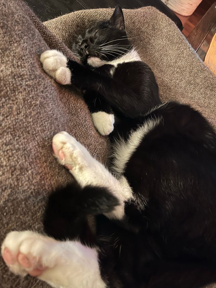 Lothar (Kater) liegt seitlich auf Sofadecke