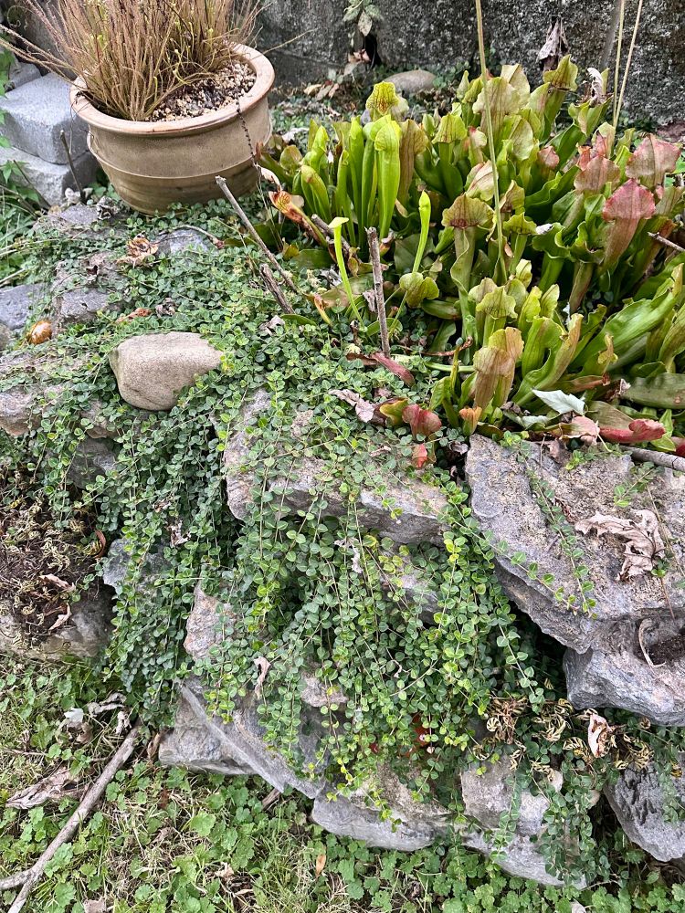Partridgeberry (Mitchella repens) makes a great ground cover in bog containers. Their red berries are edible but rather plain.