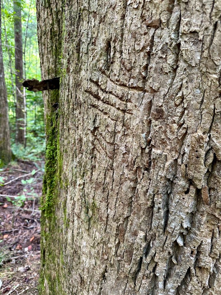 Bear “Rub Tree”.