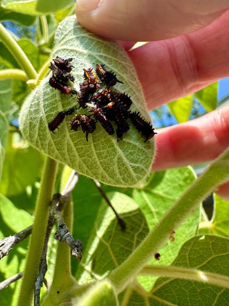Pipevine Swallowtail (Battus philenor) young’uns… Growing on surprisingly enough… Wooly Pipevine (Aristolochia tomentosa).
