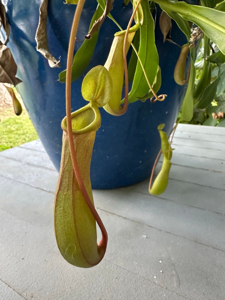 Random Tropical Pitcher Plant (Nepenthes × ventrata) on the porch. May have the name wrong.. it’s the one you can buy everywhere. Very weedy.