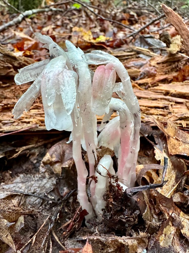 Ghost Pipe (Monotropa uniflora)