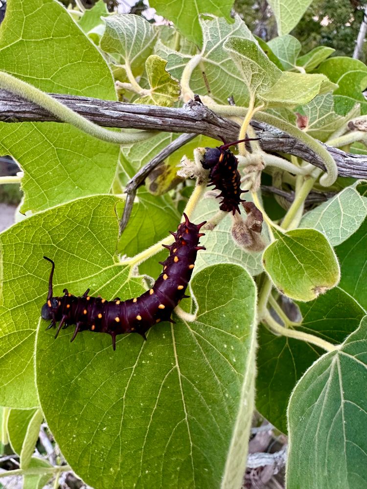 Pipevine Swallowtail (Battus philenor) Caterpillar