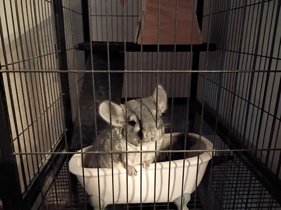 A chinchilla sitting in a mini dust bath tub inside its cage pressing its snout through the bars of the cage. He feels no remorse for his sins.