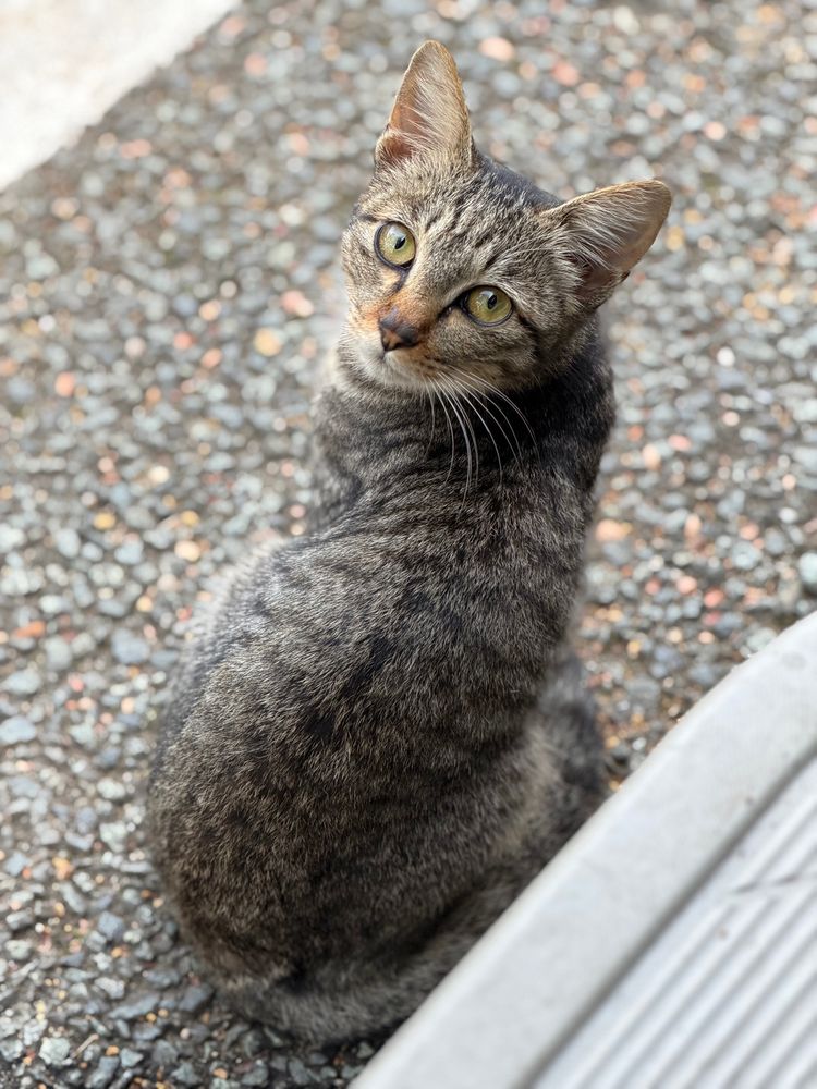 猫が振り返るようにこちらを見つめて座っている写真です。猫は灰色の縞模様（キジトラ）で、くっきりとした黄色い目をしています。背景はアスファルトの地面で、猫のすぐそばには車のステップのグレーの縁の部分が写っています。