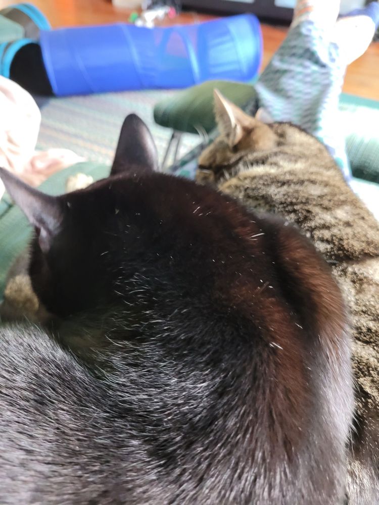 black cat sitting partially on top of tabby on someone's lap