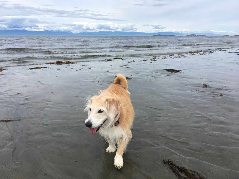 Foreground: a small corgi-terrier cross on a wet sandy beach. Background: low waves lap the shoreline, in the further distance a bank of clouds and blue-ish mountains in the distance.
