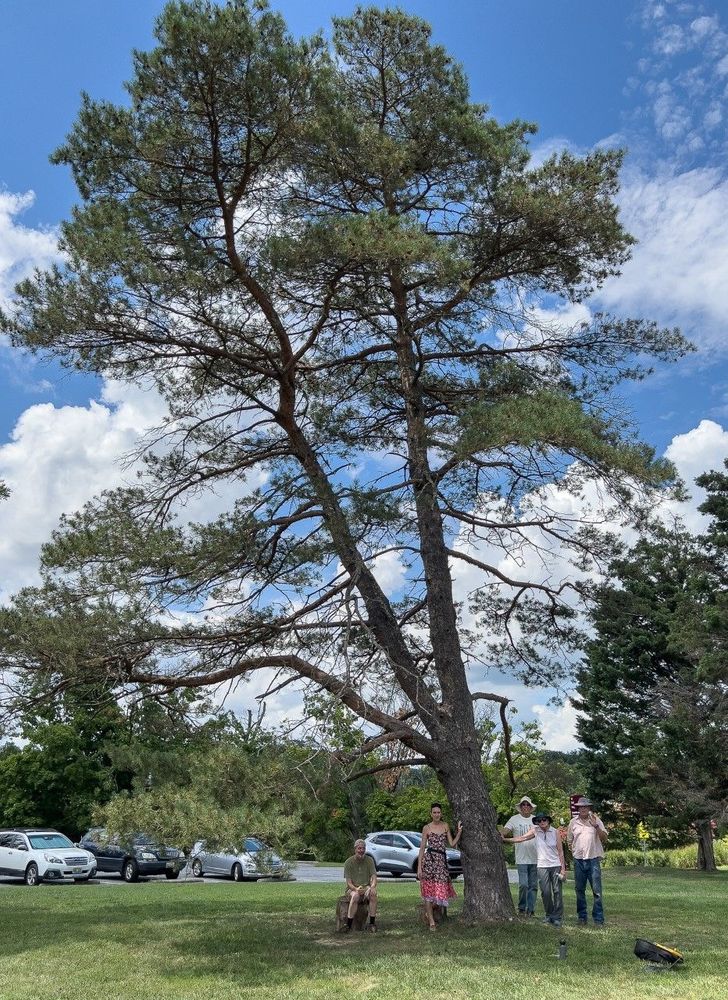 A large pine tree with 5 people at the base at Cylburn Arboretum.
