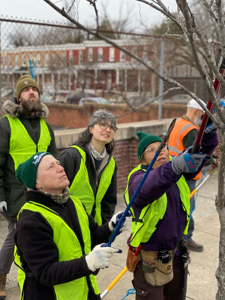 4 people in safety vests pruning a young street tree