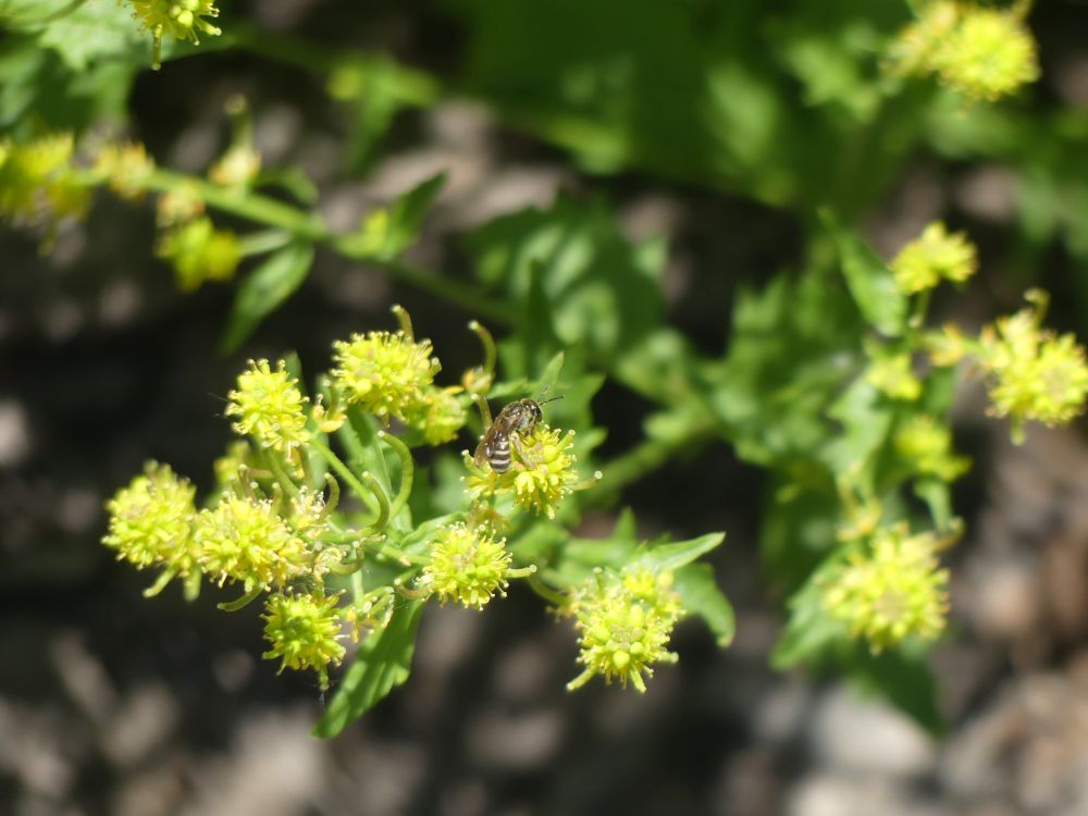 A furrow bee collecting pollen from the small yellow flowers of a native cress. 
