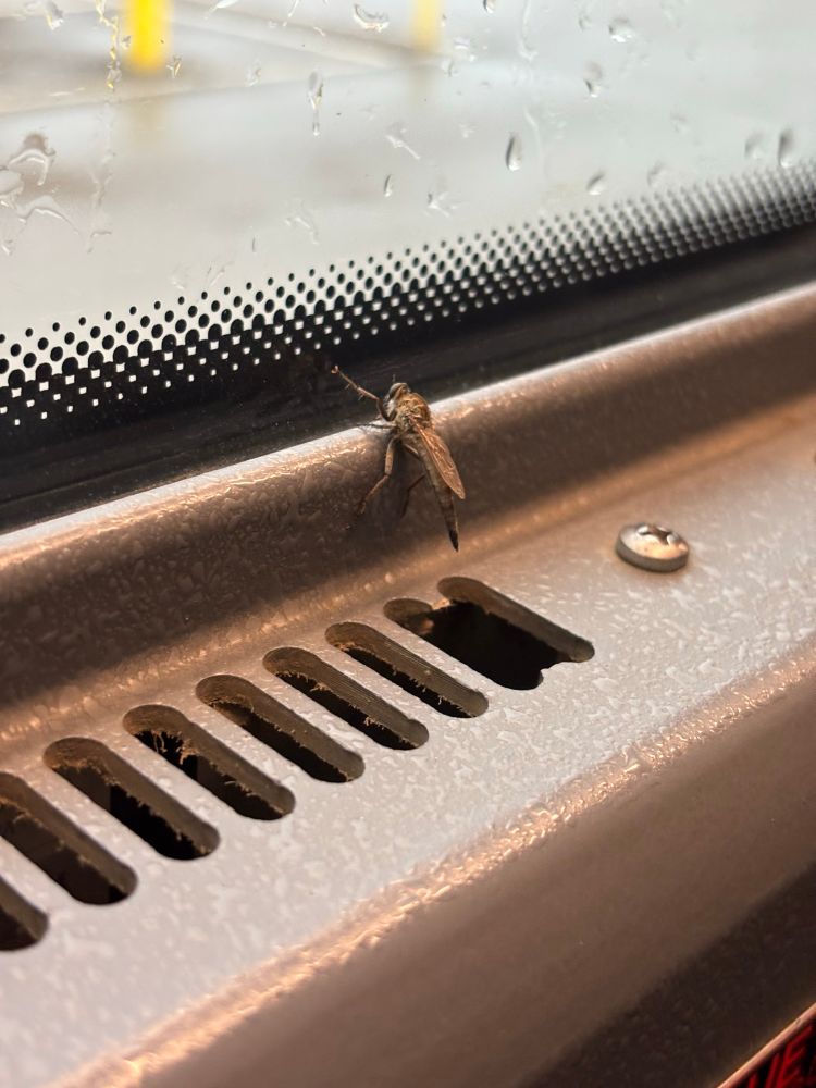 a dead fly who’s somehow still holding on, his front left leg is reaching up towards the window, his bottom two legs are supporting him, and his other legs are holding him on the the windowsill.

this is a windowsill of a bus 