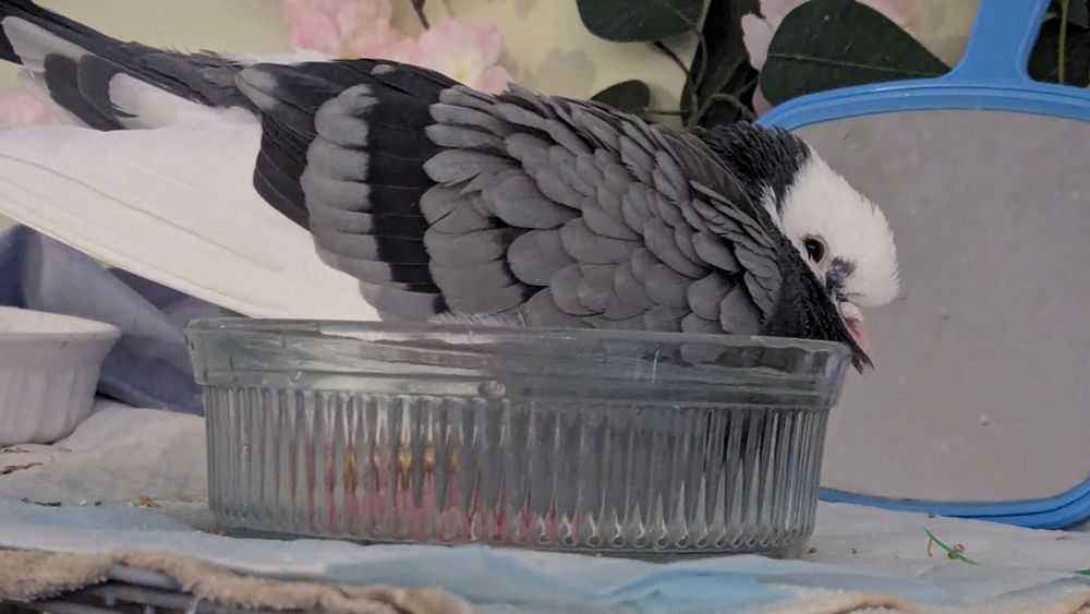 Pigeon named Gogurt absolutely chuffed taking a bath and marinating to her heart's content