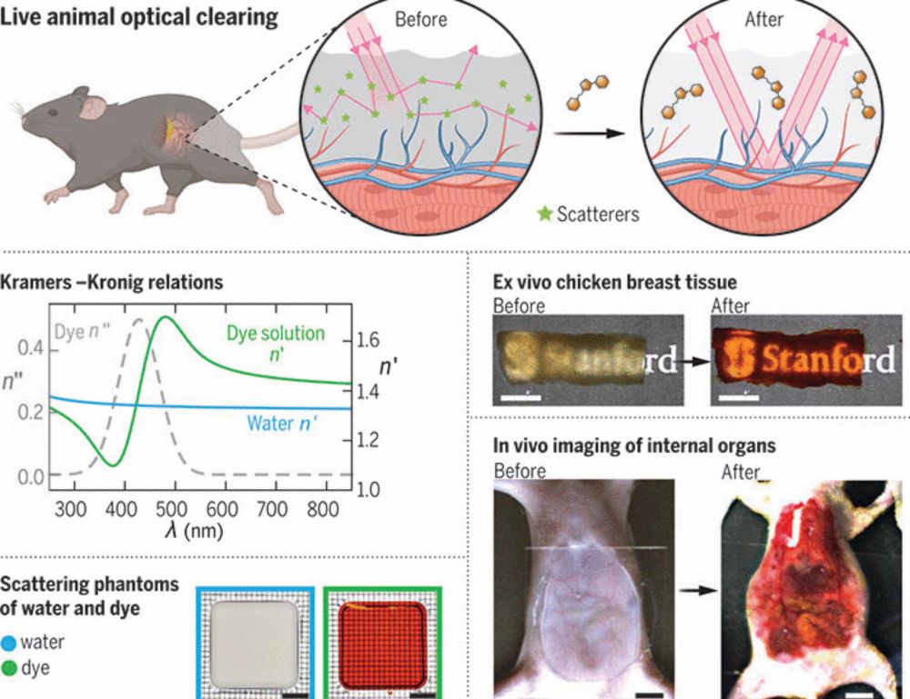 Achieving optical transparency in live animals with absorbing molecules