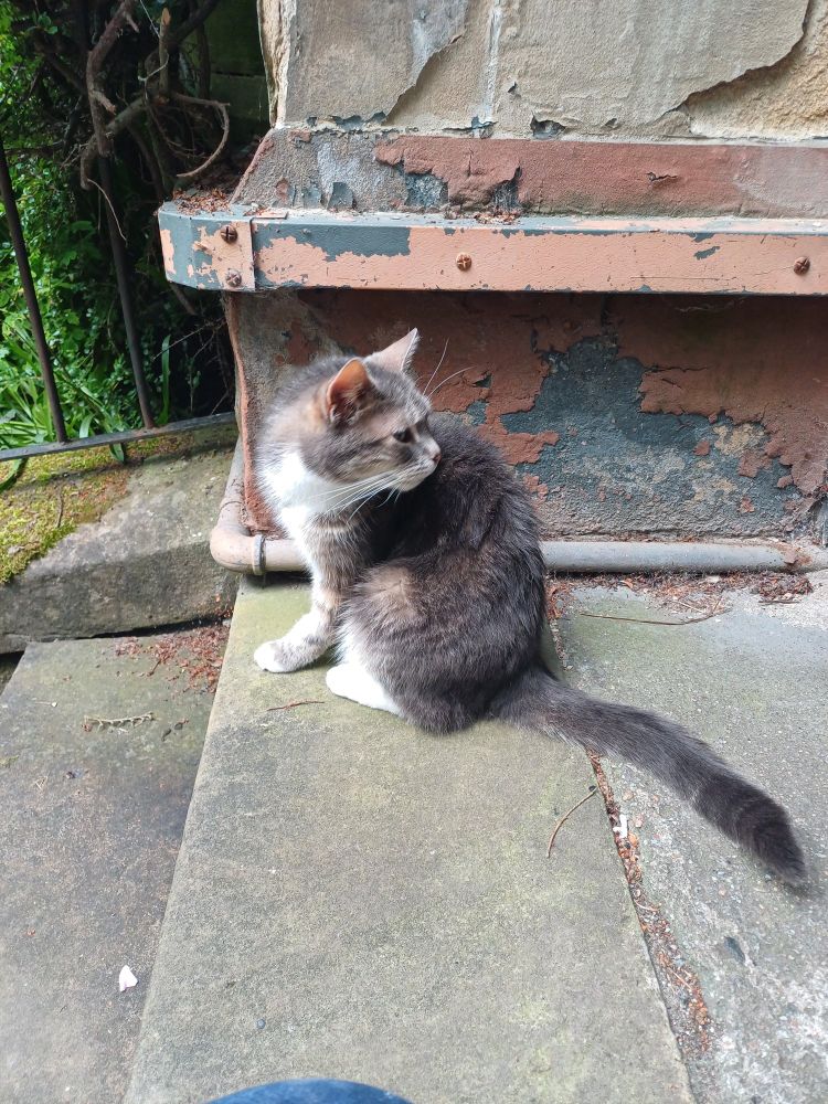 Small grey cat with white tummy sitting in a tenement doorway. She looks anxious because she's spooky and the are a lot of people going by. Not to worry, the door is open to scurry back inside