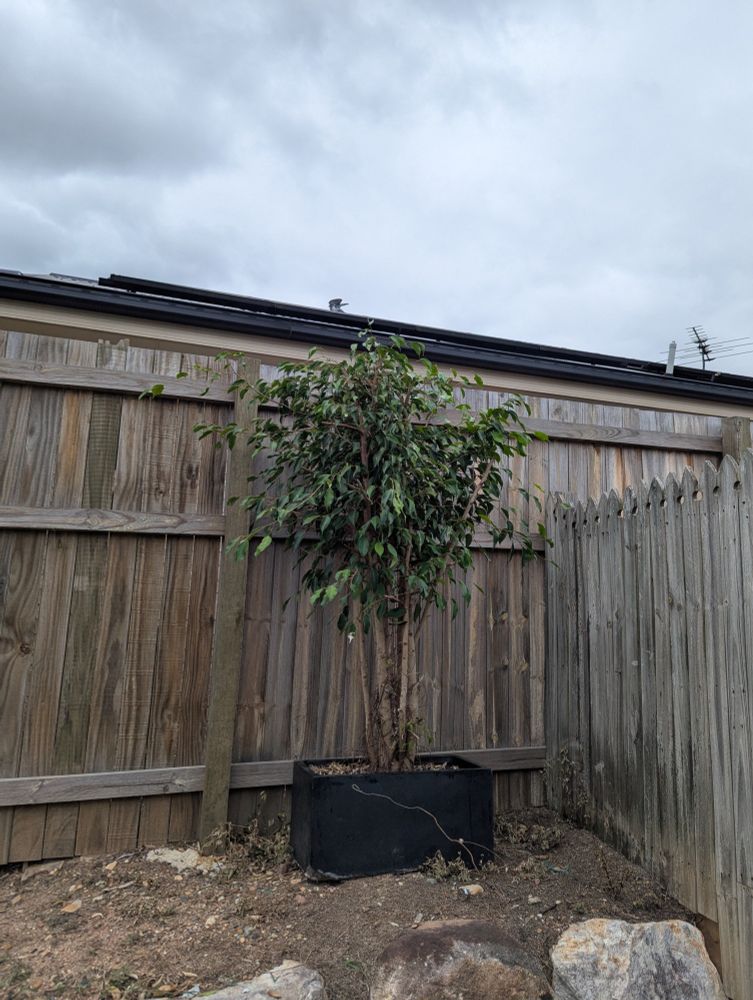 also a tree
