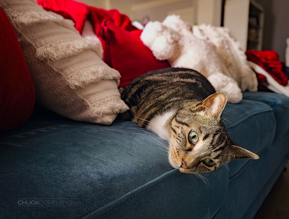 Our marbled tabby male,  Teddy, lying on a blue couch with the head hanging off of the edge, staring blankly off-camera.

#cat #catsofbluesky #catsky #catdad #catsofig #catlover #mondaymood #monday #adoptdontshop #photography 