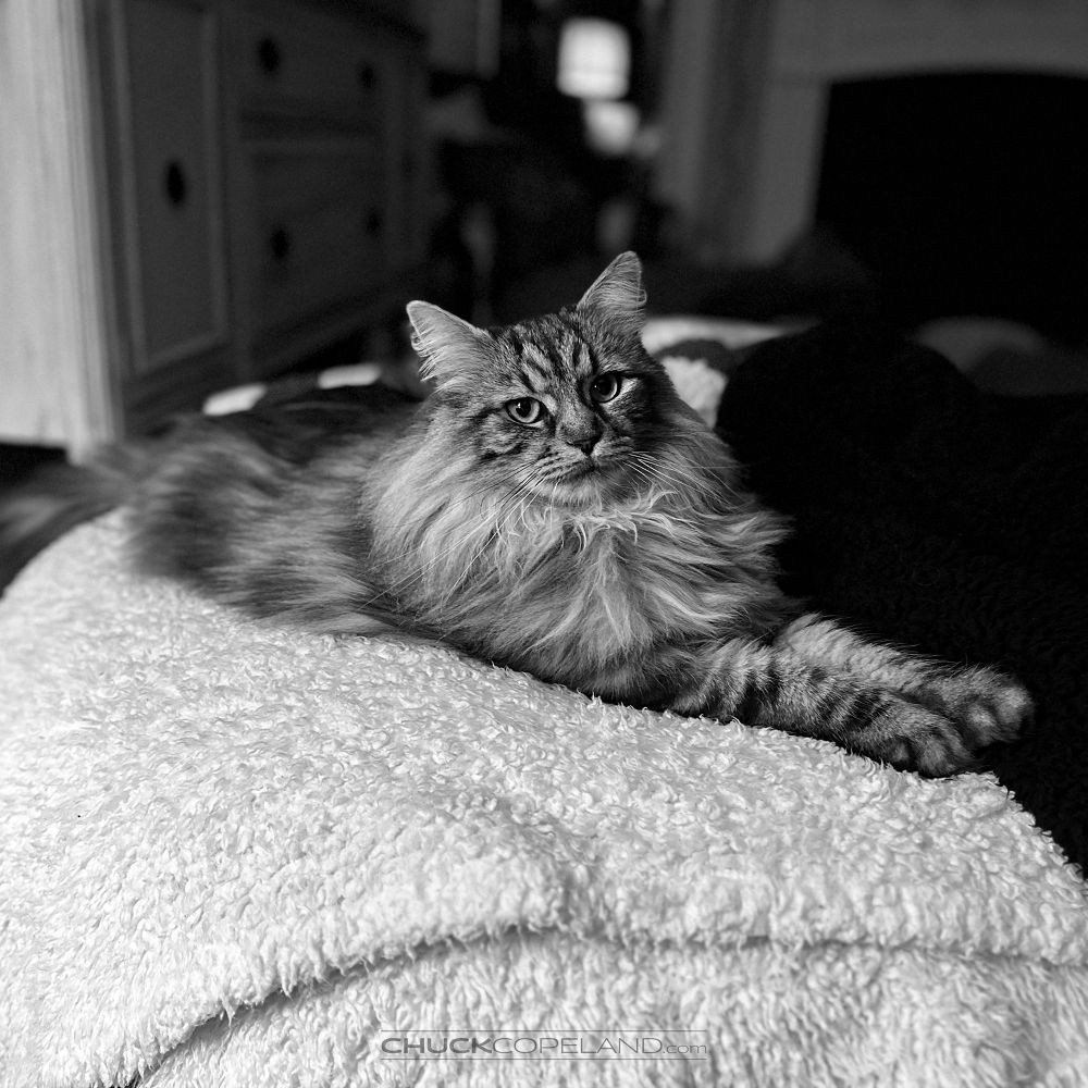 A black and white photo of our fluffy, marbled tabby female, Bella, who passed away last November. She is lying on a white blanket with her front paws stretched out.

#cat #catsofbluesky #catsky #adoptdontshop #catdad #catlover #adoptiversary #gotchaday #rainbowpbridge #photography
