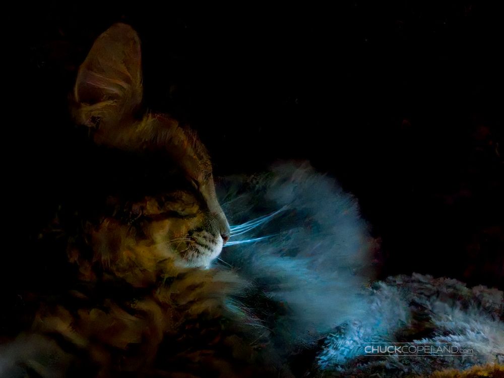Our fluffy gray and brown tabby male, Stormy, asleep inside a dark cat tree in the shadows. A light beam is illuminating his nose and whiskers.

#cat #catsky #catsofbluesky #catdad #catlover #adoptdontshop #photography #catphotography 