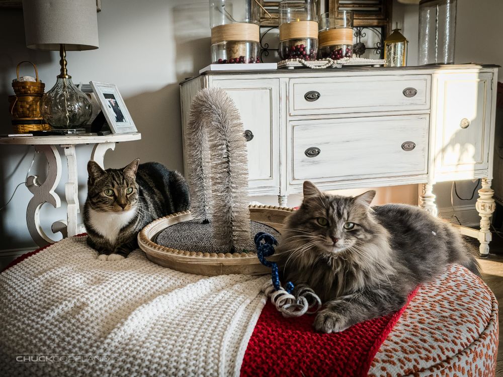 Our marbled tabby male, Teddy, and fluffy gray and brown tabby male, Stormy, lying on an ottoman together back in February 2025.

#catsofbluesky #catsky #cat #hedgewatch #catdad #throwbackthursday #tbt #photography 