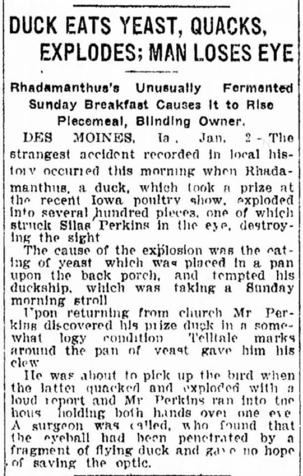 DUCK EATS YEAST, QUACKS, EXPLODES; MAN LOSES EYE
Rhadamanthus's Unusually Fermented
Sunday Breakfast Causes It to Rise Plecemeal, Blinding Owner.
DES MOINES, la. Jan. 2 - The strangest accident recorded in local history occurred this morning when Rhada-manthus, a duck, which took a prize at the recent Iowa poultry show, exploded
Into several hundred pieces, one of which struck Silas Perkins in the eye, destroying the sight
The cause of the explosion was the cat-
ing of
yeast whieh was placed In a pan upon the back porch, and tempted his duckship, which was taking a Sunday morning stroll
Upon returning from church Mr Perking discovered his prize duck in a somewhat logy condition
Telltale
marks
around the pan of yeast gave him his clow
He was about to pick up the bird when the latter quacked and exploded with a loud seport and Me feriins ran into the house holding both hands over one eye. A surgeon was called, who found that the eyeball had born penetrated by a
fragment of flying duck and had no hope of saving the optic.