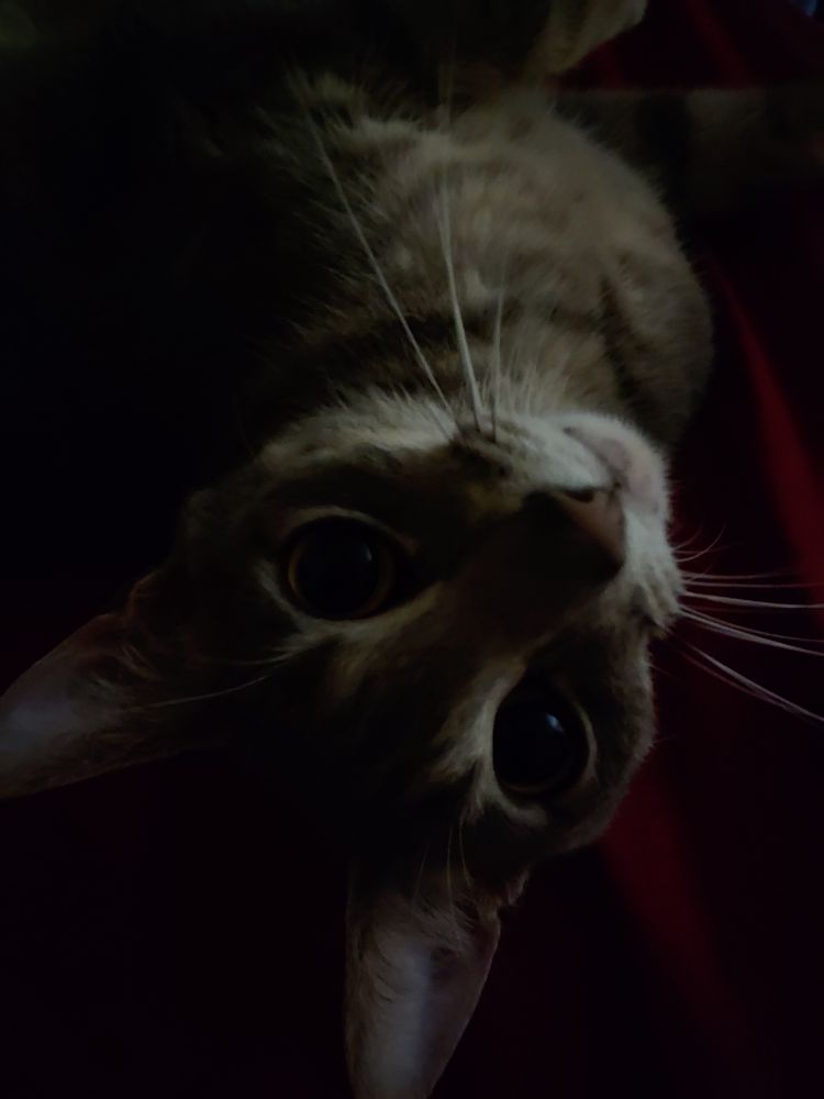 My grey kitty marble, sitting in my bed and looking up at me