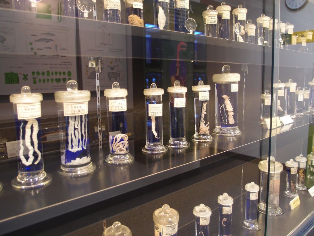 Shelf of parasite specimens from the Meguro Parasite Museum.