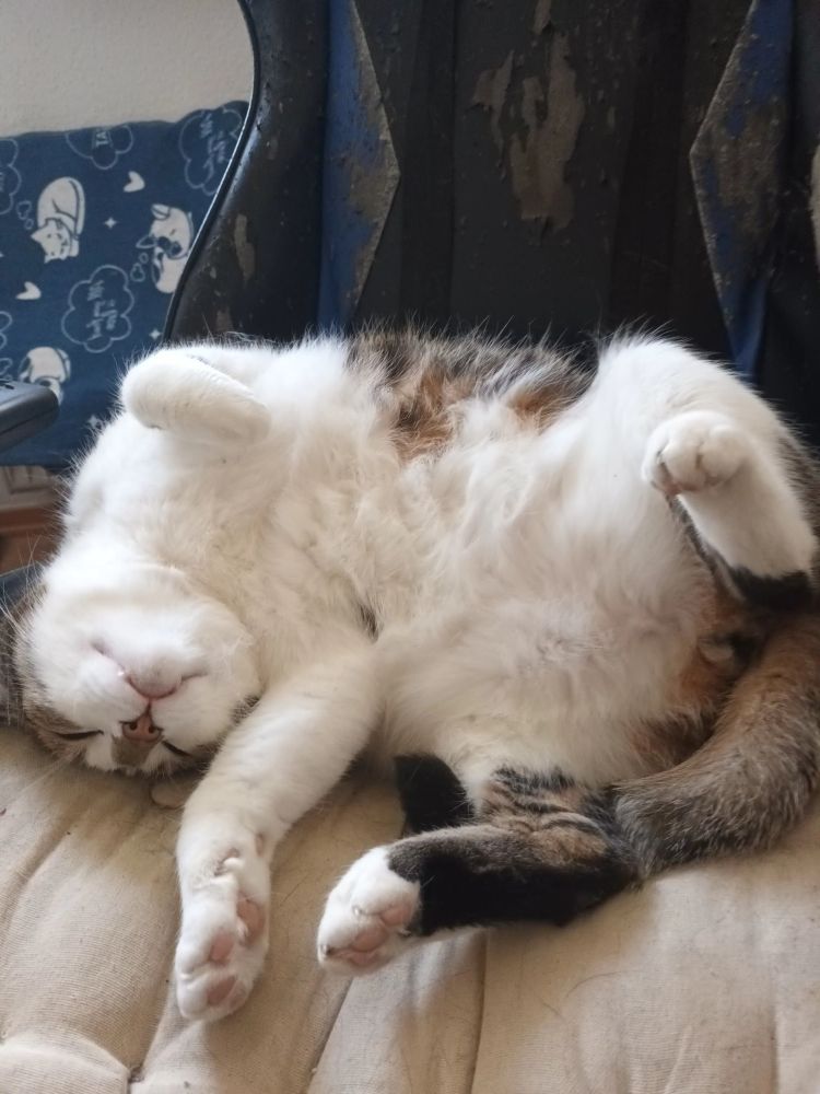 Foto eines dicken Katers der auf der Seite auf einem Drehstuhl liegt und sehr fordernd seinen flauschigen Bauch zeigt
