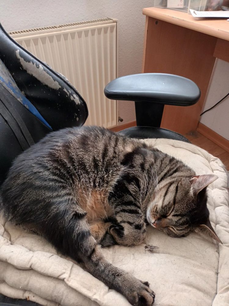 Foto eines schwarz-grau getigerten Katers, der zusammengerollt, aber mit ausgestreckten Hinterbein, auf einem drehsessel schläft