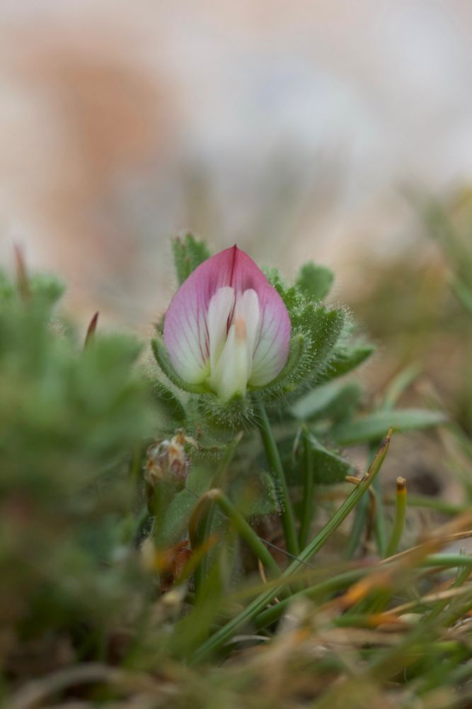 Small Restharrow (Ononis reclinata) in coastal limestone grassland on Berry Head, South Devon 