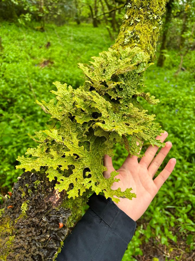 Tree Lungwort (Lobaria pulmonaria) 