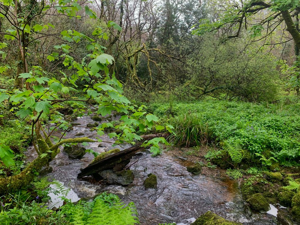 Temperate rainforest in the Gwendraeth Valley, Lizard 