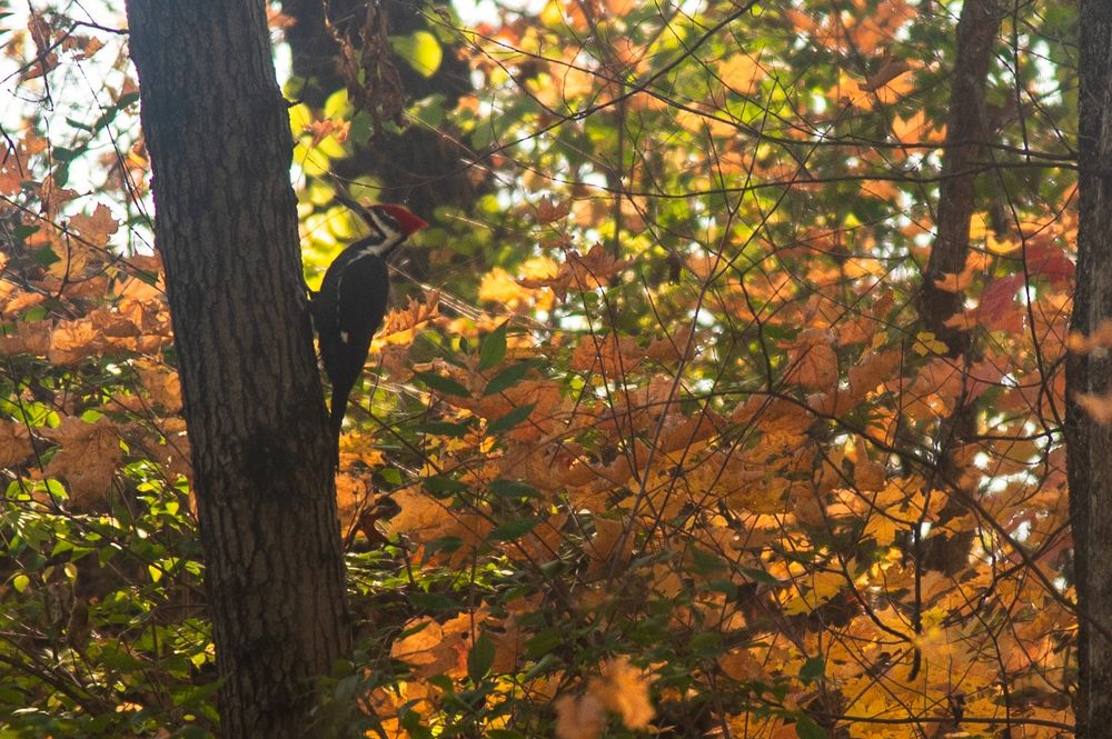 A Pileated woodpecker on the side of a tree, showing its profile with a warm sun and orange and green leaves behind it.