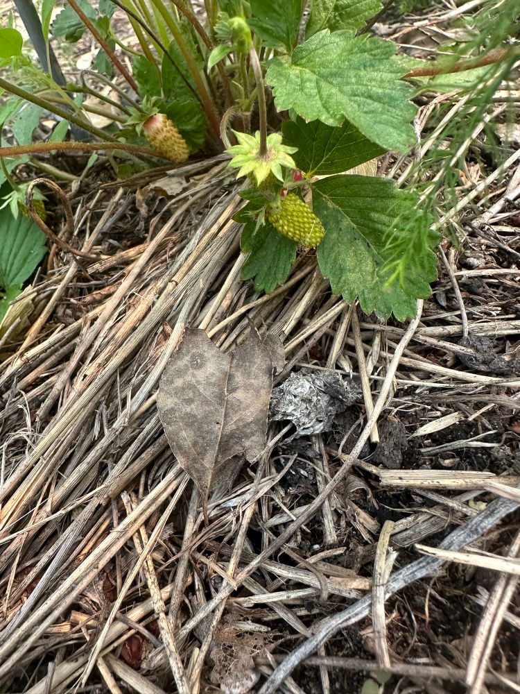 A small green strawberry growing on a plant