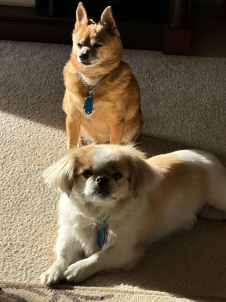 Dogs: Winston and Gretel. 