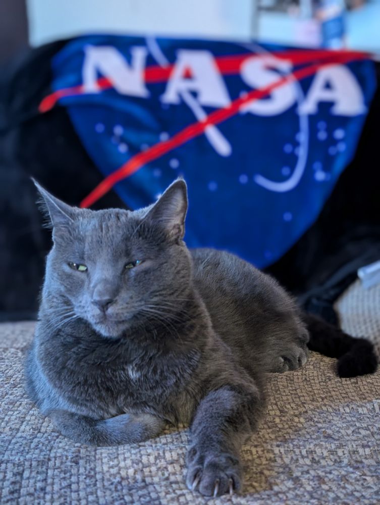 Gray cat laying down with a NASA blanket in the background 