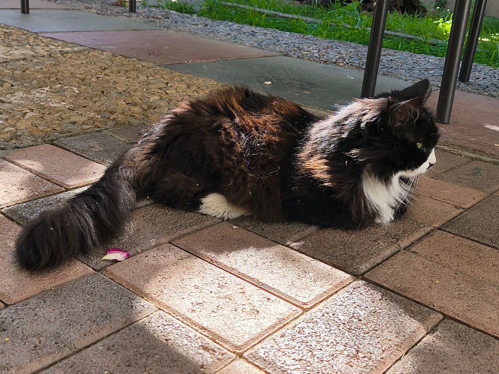 A black cat with white markings is laying out outside on the patio. The sun is coming through the tree and on the cat. The cat is looking away from the camera. 