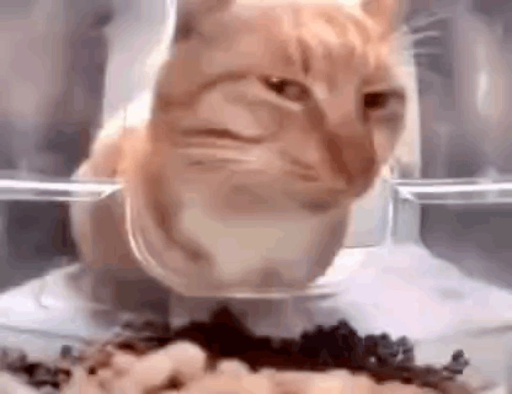 a cat is eating food from a bowl in a glass container .