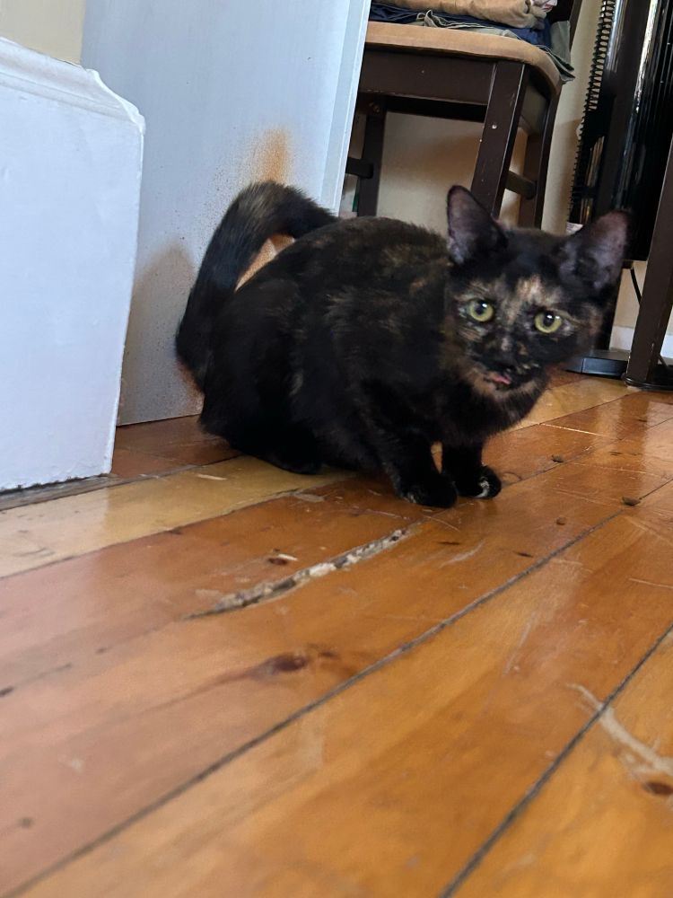 A small tortoiseshell cat crouching and looking at the camera on a pine floor, near some moulding and the corner of a wardrobe. A chair with a pile of linens waiting to be ironed is in the background, also a black tower fan. 