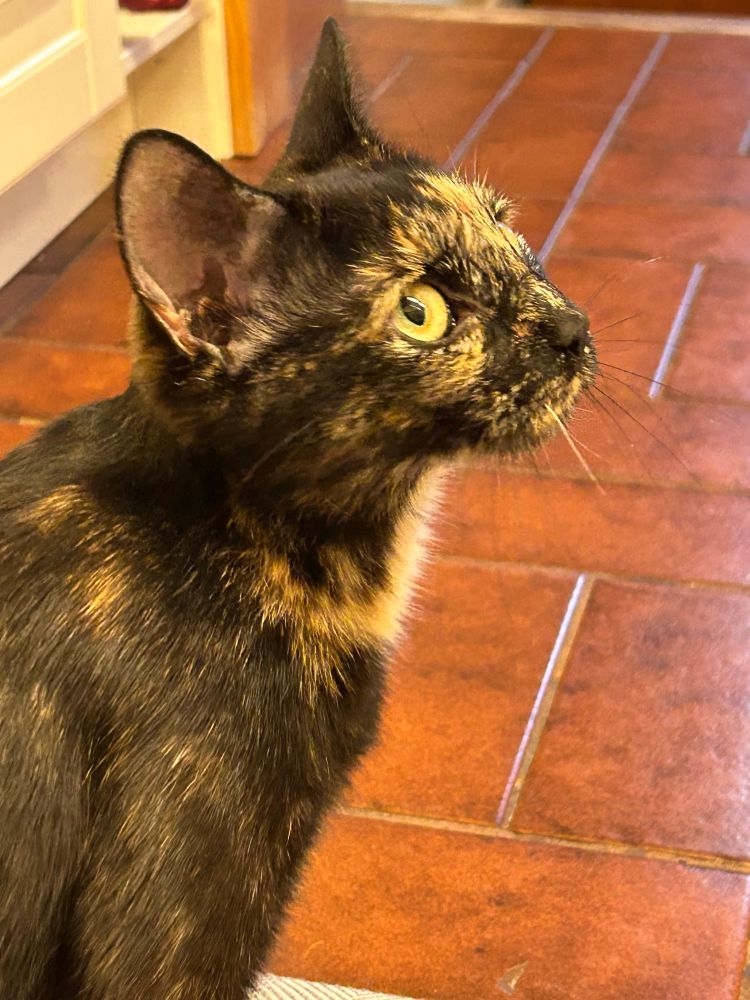 A small tortoiseshell cat looking up and to the right. 