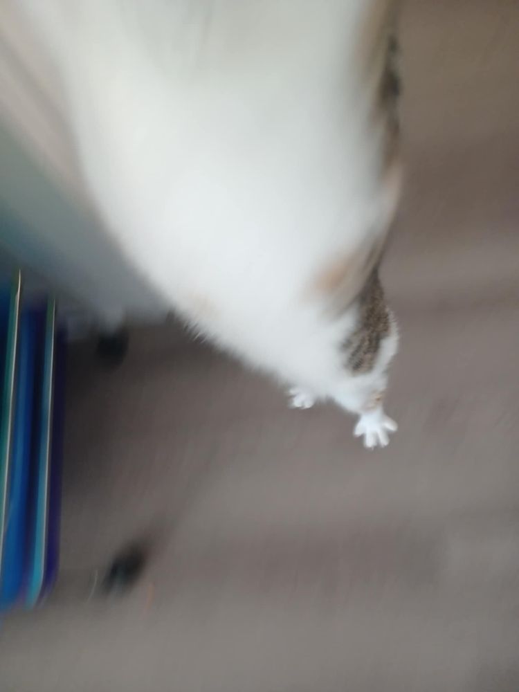 Cleo stretches, all you can see is kitty belly and kitty feet. So much motion blur. So much stretchy kitty. tbh I'm really not sure how to describe this, it's just an experience