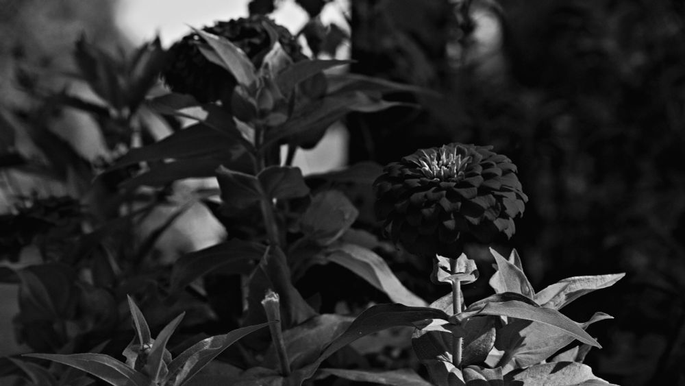 A beautiful Purple Prince Zinnia in the early morning hours on a cool fall morning, sunlight lights the petals delicately creating a lovely moody tone to set the vibes. (Black and White)