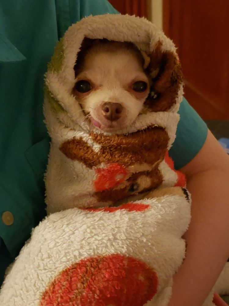 Dakota, a 15 year old Chihuahua, wrapped in a puppy blanket. Her expression shows that she is quite pleased!