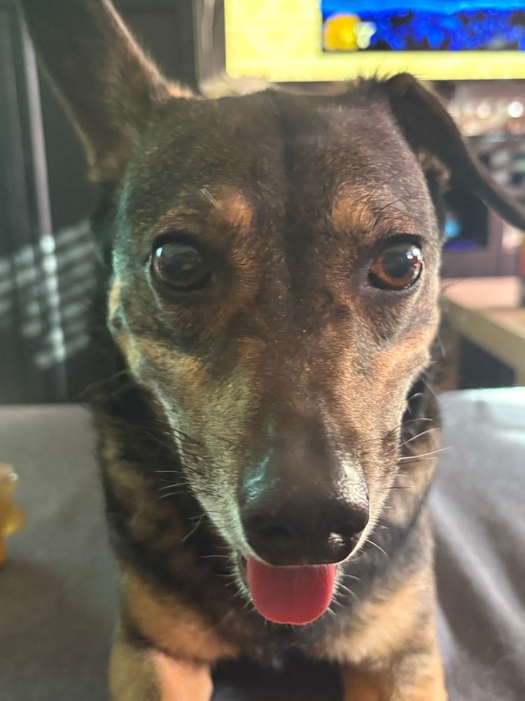 Dachshund smiling at the camera