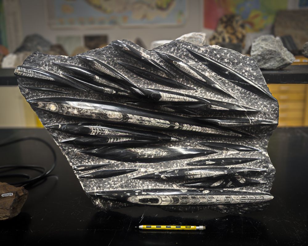 Straight nautiloid fossils from Morocco.