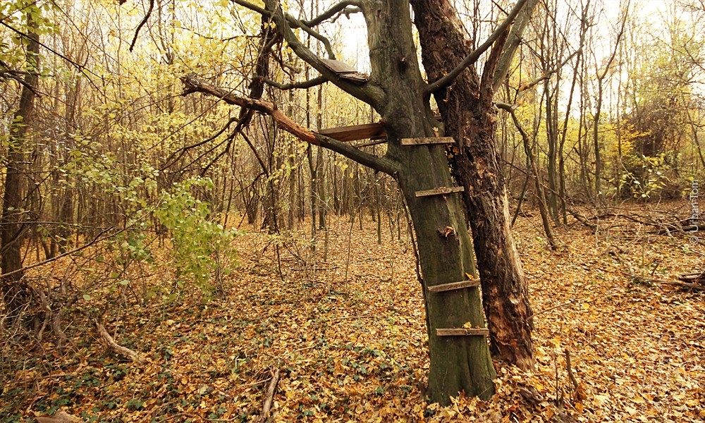 Herbstlicher Wald. Im Hintergrund stehen viele jüngere Bäume mit dünnen Stämmen. Im Vordergrund stehen zwei Bäume, die vom Stammumfang her ein paar Jahrzehnte alt sein müssen, direkt nebeneinander. An einen der Stämme wurden Sprossen genagelt, um damit eine Leiter zu einer Plattform mit Brettern, die auf Ästen beider Bäume liegen, zu bilden. Der Zustand der Sprossen und der Plattform ist desolat.