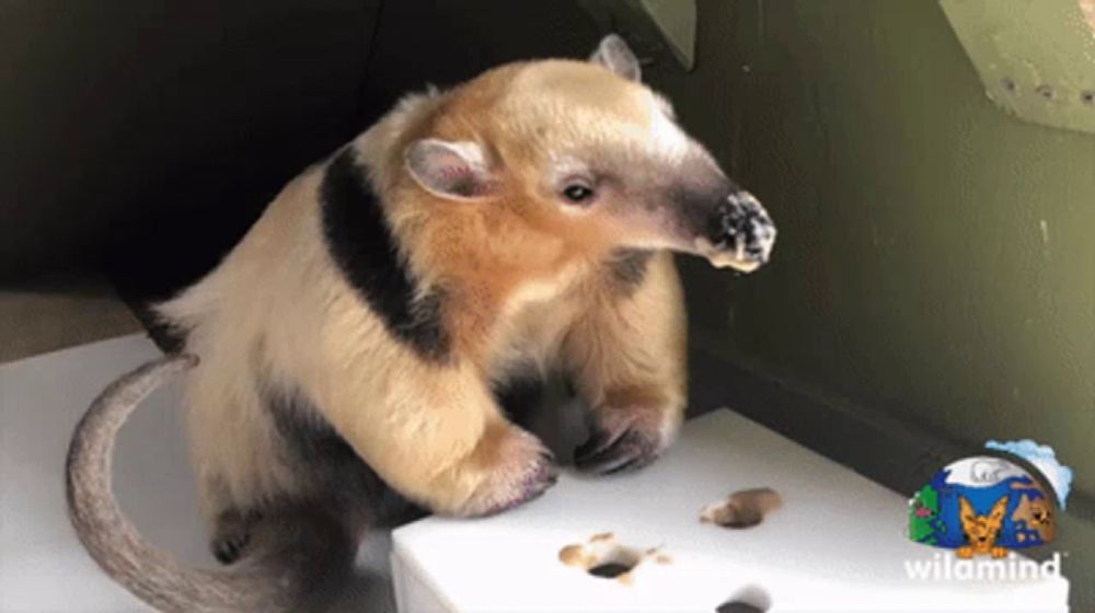 a small brown and black animal standing on a white box with wilamind written on it