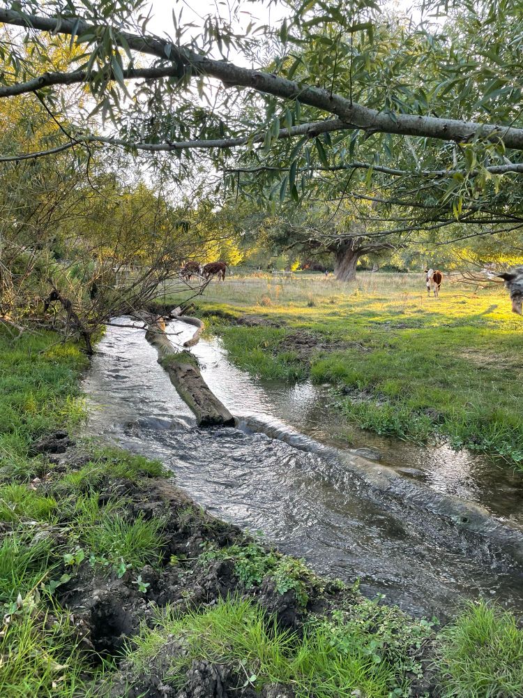 A brook in a sunny green field 