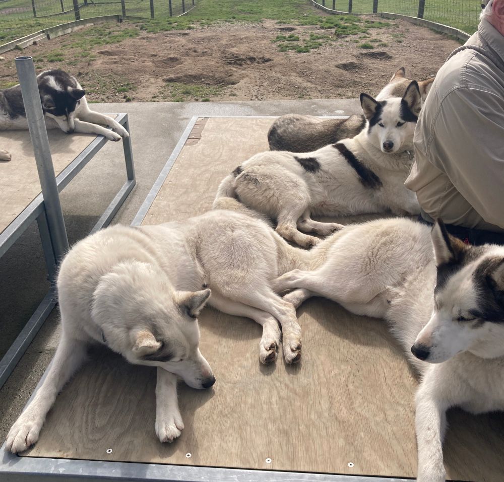 Four light colored sled huskies lying on a bench in the sun after a run. 